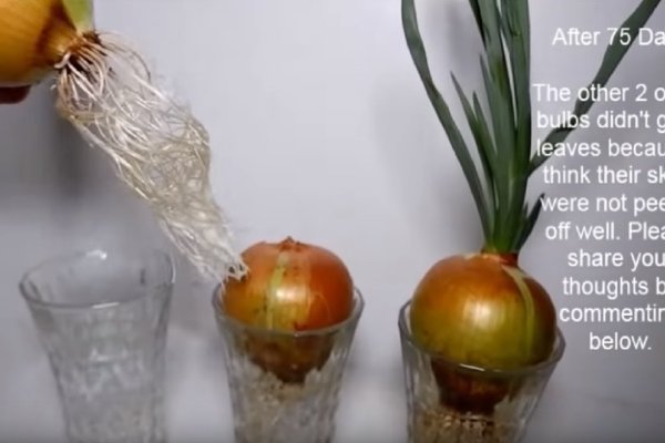 Кракен ссылка тупа германия